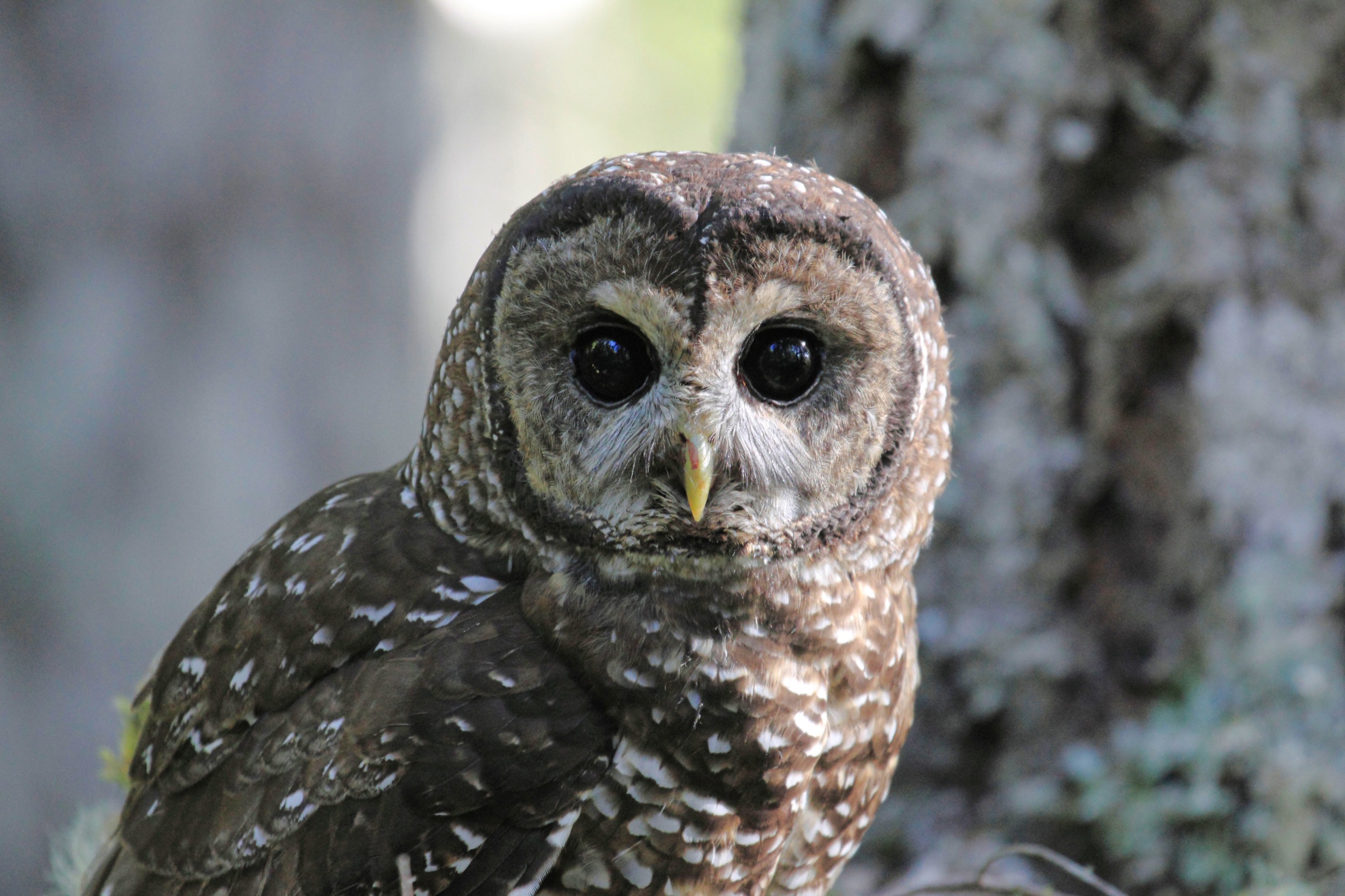 great grey owl, Terrestrial animal, Bird, Beak